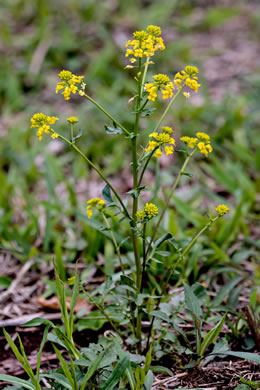 image of Barbarea vulgaris, Yellow Rocket-cress, Common Winter-cress, Yellow Rocket, Creasy