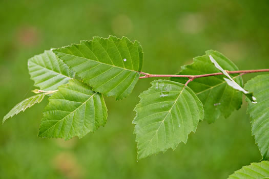 image of Betula nigra, River Birch, Red Birch