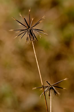 image of Bidens bipinnata, Spanish Needles