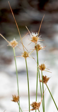 spikelet