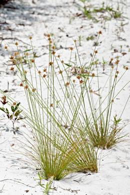 image of Bulbostylis warei, Ware's Hairsedge