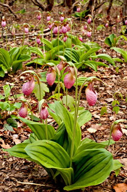 image of Cypripedium acaule, Pink Lady's Slipper, Mocassin Flower