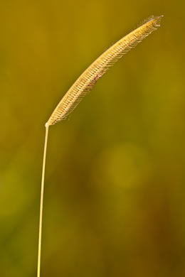 image of Ctenium aromaticum, Toothache Grass, Orangegrass, Wild Ginger