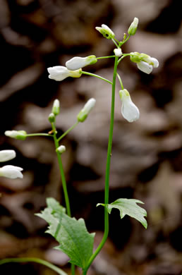 image of Cardamine bulbosa, Bulbous Bittercress, Spring Cress