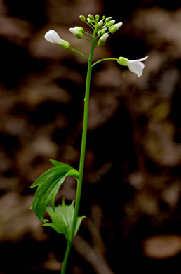 image of Cardamine bulbosa, Bulbous Bittercress, Spring Cress