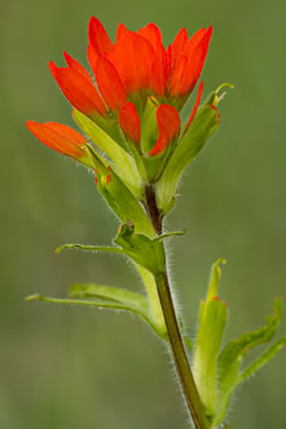 image of Castilleja coccinea, Eastern Indian Paintbrush, Scarlet Indian Paintbrush, Eastern Paintbrush