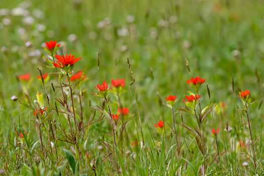 image of Castilleja coccinea, Eastern Indian Paintbrush, Scarlet Indian Paintbrush, Eastern Paintbrush