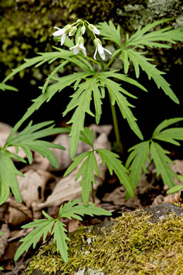 image of Cardamine concatenata, Cutleaf Toothwort