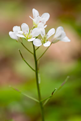 image of Cardamine flagellifera +, Blue Ridge Bittercress