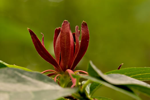 image of Calycanthus floridus, Sweetshrub, Carolina Allspice, Strawberry-shrub