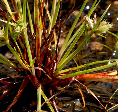 image of Cyperus granitophilus, Granite Flatsedge