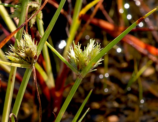 spikelet