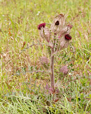 image of Cirsium horridulum var. horridulum, Common Yellow Thistle, Purple Thistle, Bristle Thistle, Horrid Thistle