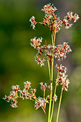 panicle