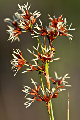 spikelet