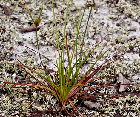 image of Cyperus retrorsus, Pineland Flatsedge, Pine-barren Flatsedge