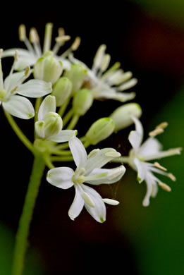 image of Clintonia umbellulata, Speckled Wood-lily, White Clintonia