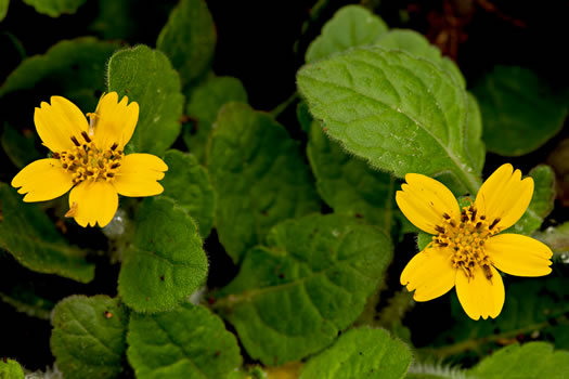 image of Chrysogonum repens, Carolina Green-and-gold