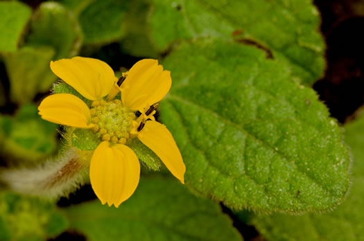 image of Chrysogonum repens, Carolina Green-and-gold