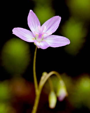 image of Claytonia virginica var. virginica, Spring-beauty