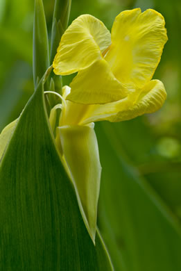 image of Canna flaccida, Golden Canna, Yellow Canna, Indian Shot