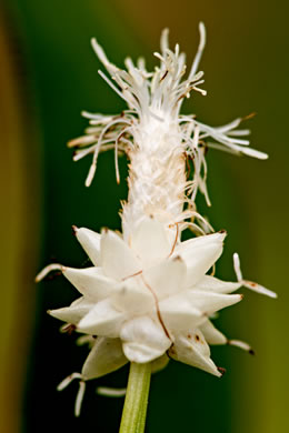 image of Carex fraseriana, Fraser's Sedge, Lily-leaf Sedge