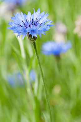 image of Cyanus segetum, Bachelor's Buttons, Cornflower