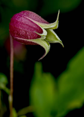 image of Clematis viorna, Northern Leatherflower, Vase-vine