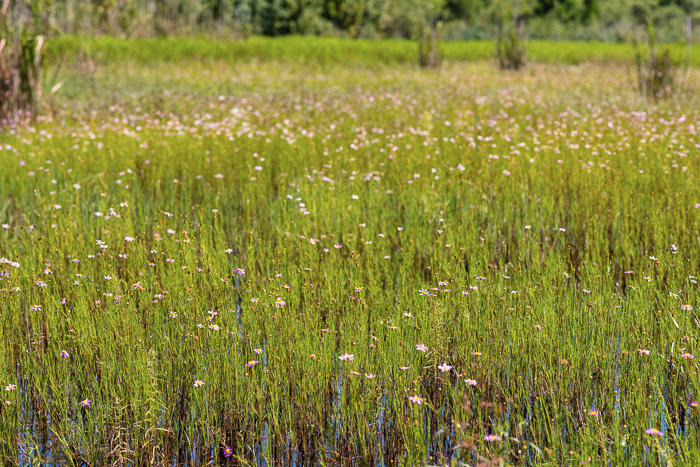 image of Coreopsis rosea, Rose Coreopsis, Pink Tickseed