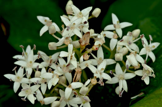 image of Swida foemina, Southern Swamp Dogwood