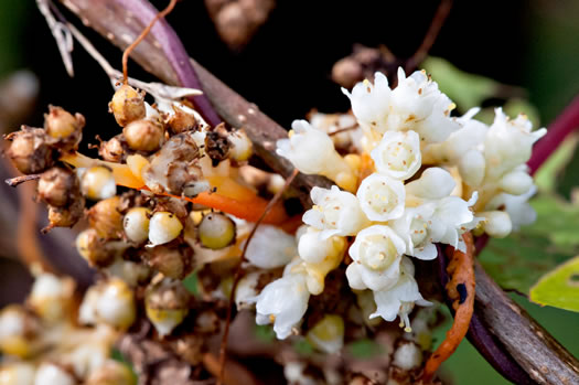 image of Cuscuta compacta, Compact Dodder