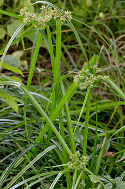 image of Cyperus virens, Green Flatsedge