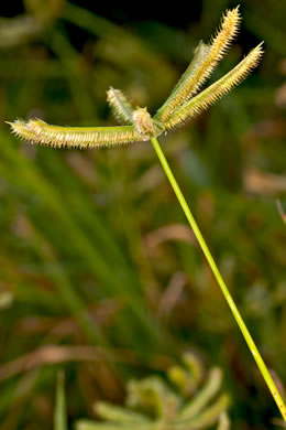 spikelet