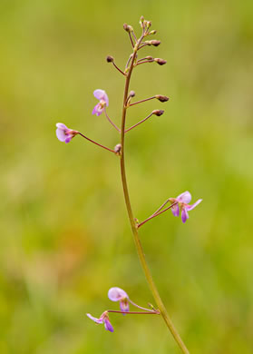 image of Desmodium lineatum, Matted Tick-trefoil, Sand Tick-trefoil