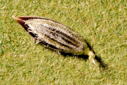 image of Digitaria filiformis var. filiformis, Slender Crabgrass