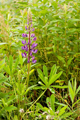 image of Lupinus perennis var. perennis, Northern Sundial Lupine