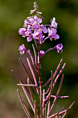 Chamaenerion angustifolium ssp. circumvagum, Great Willowherb, Fireweed