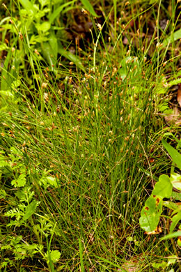 Eleocharis baldwinii, Baldwin's Spikerush, Slender Spikerush, Roadgrass, Hair Grass