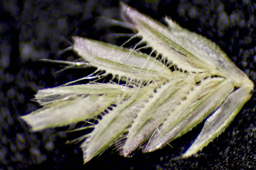 spikelet