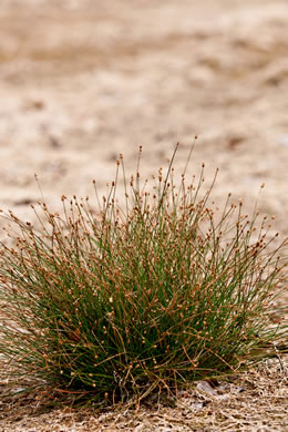 image of Eleocharis geniculata, Canada spikesedge, Bent spikerush