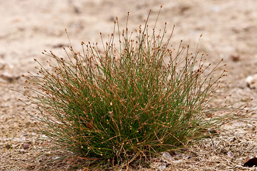 image of Eleocharis geniculata, Canada spikesedge, Bent spikerush