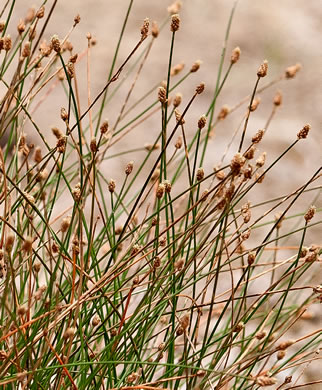 image of Eleocharis geniculata, Canada spikesedge, Bent spikerush