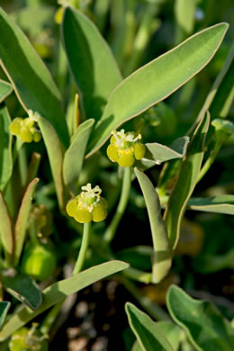 image of Euphorbia ipecacuanhae, Carolina Ipecac, Wild Ipecac, American Ipecac