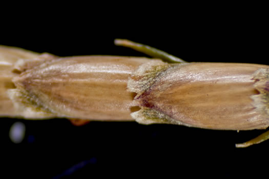 image of Eremochloa ophiuroides, Centipede Grass