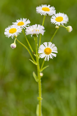 image of Erigeron philadelphicus var. philadelphicus, Daisy Fleabane, Philadelphia Fleabane, Philadelphia-daisy, Common Fleabane