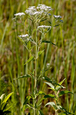 image of Eupatorium serotinum, Late-flowering Boneset, Late-flowering Thoroughwort, Late Eupatorium, Late Boneset