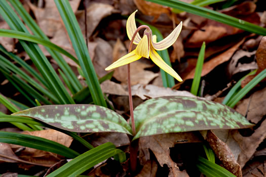 Dimpled Trout Lily