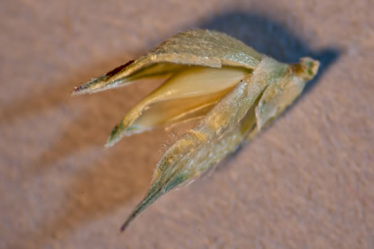 image of Echinochloa walteri, Swamp Barnyard-grass, Coast Cockspur-grass