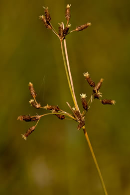 spikelet