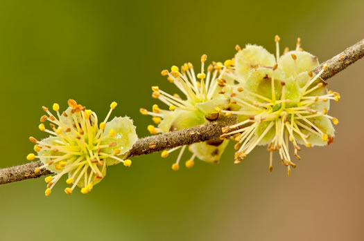 image of Forestiera godfreyi, Godfrey's Forestiera